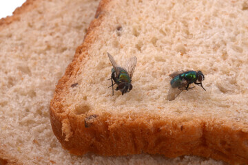 Mouches en gros plan sur du pain de mie