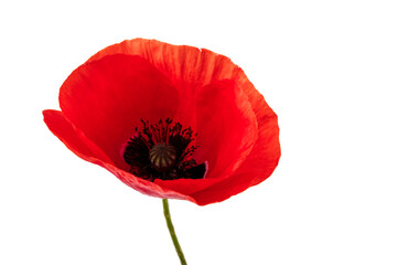 Red field poppies (Papaver rhoeas) isolated on white background