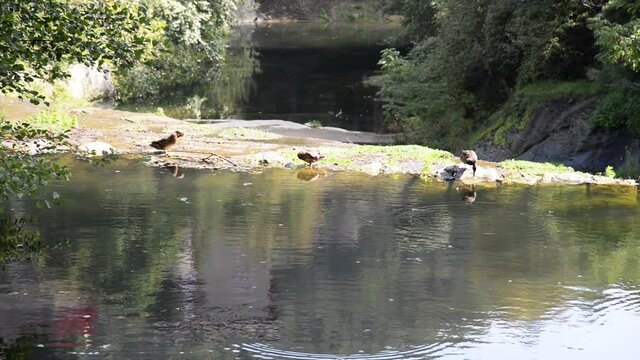 Ducks in the village pond. Rupit i Pruit, Catalonia