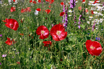  Wild flowers like poppies, daisies and digitalis in bright red, white and purple colors.