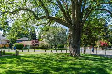 Obraz premium Spring In Burien 3