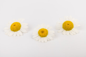 Fototapeta na wymiar chamomile or daisies with leaves isolated on white background. Top view. Flat lay