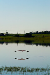 The gray crane flies low, spreading its wings over Lake Irdigi Argayashsky district of the Chelyabinsk region