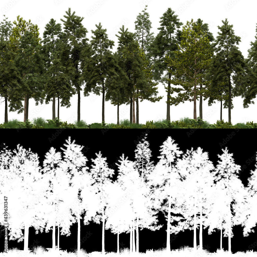Canvas Prints 3d render of horizon pine trees line in 4k available for loop. tileable. for create infinite nature 