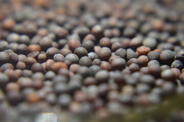 A close up picture of mustard seeds in black