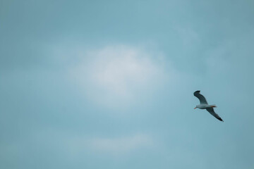 Seagull