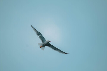 Seagull