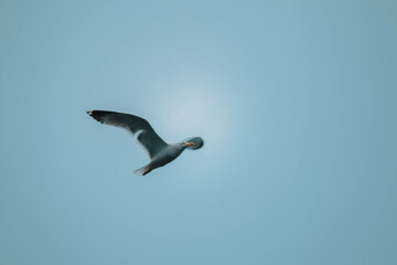 Seagull