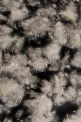 Fluff of poplar trees close-up. Allergy to poplar seeds.