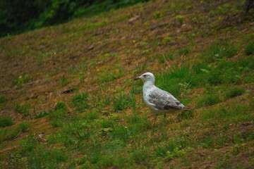 Seagull's on Istanbul, Gülhane Parkı