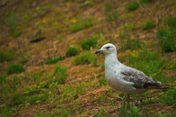 Seagull's on Istanbul, Gülhane Parkı
