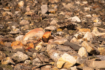 bird on the stone 