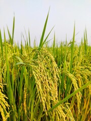 Rice field with golden ear of rice ready for harvest. Indica Rice Plants. paddy field