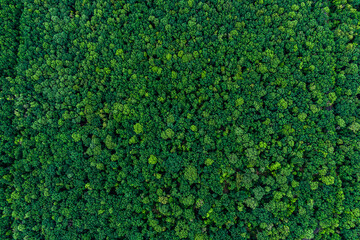 Texture of green forest. drone top view