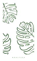 Monstera leaf in green minimal outline. tropical foliage illustration. hand drawn drawing for print, poster, and postcard design.