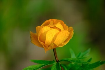 The flower in forest, Siberia, Russia.