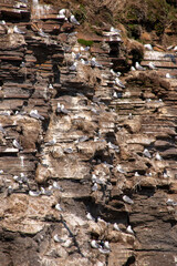 seagull and the nest on rocks