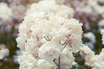 beautiful and elegant white roses background in soft tone. wedding invitation