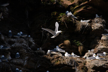 Naklejka na ściany i meble seagull and the nest on rocks