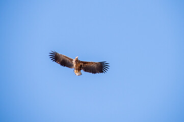 eagle in flight