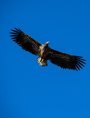 Obraz premium eagle in flight