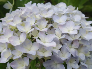 アジサイ(紫陽花)