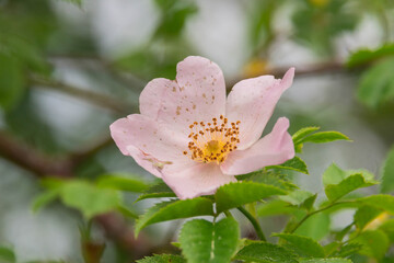 Różowy kwiat dzikiej róży.