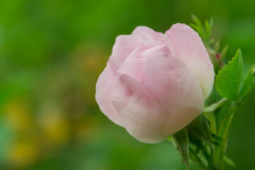 Różowy kwiat dzikiej róży.