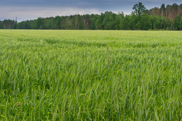 Zielone zboże rosnące na polu uprawnym
