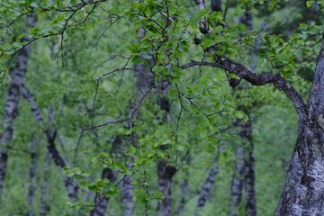 The branch of tree in forest, Siberia, Krasnoyarsk, Russia.
