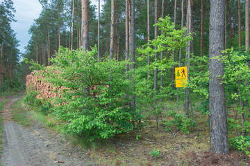 Ścinka drzew w sosnowym lesie oznakowana tablicą ostrzegawczą. © boguslavus