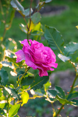 Obraz premium Flowers and berries