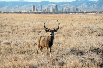 Naklejka na ściany i meble Denver Skyline - Mule Deer Buck