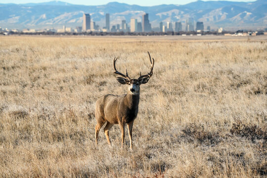 Denver Skyline - Mule Deer Buck