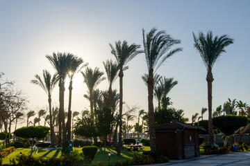 Palm trees against blue sky, Palm trees at tropical coast, vintage toned and stylized, coconut tree,summer tree.