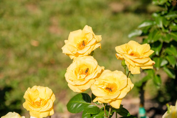 Flowers and berries