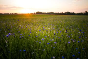 A beautiful cornflower field during the morning hours of summer. Summertime scenery of Northern Europe.