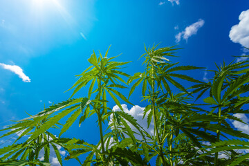 cannabis stretches into the sky / cannabis growing in the open air