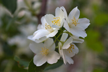 Fototapeta na wymiar a branch of blooming jasmine on a summer morning