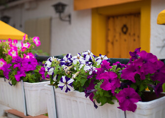Flores bonitas en el patio delantero de una casa rural