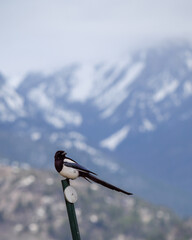 Pica bird perched on a stick on the background of snowy mountains
