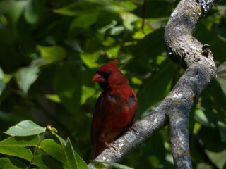 cardinal on a branch
