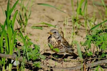 The bird in forest, Siberia.