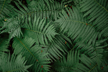 Naklejka na ściany i meble large green fern leaves