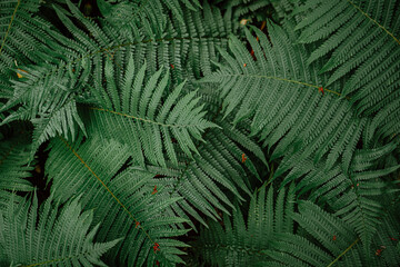 large green fern leaves