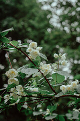 jasmine flowers with raindrops