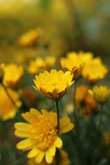 yellow flowers in the garden