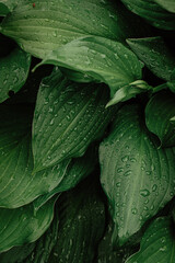 green leaves hosts with raindrops in the garden