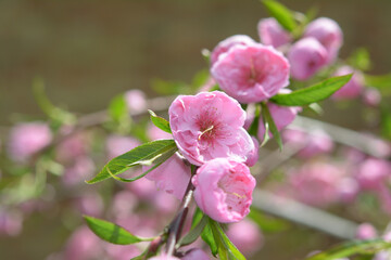 Fototapeta na wymiar peach flowers