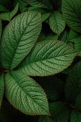 green leaves with raindrops in the garden